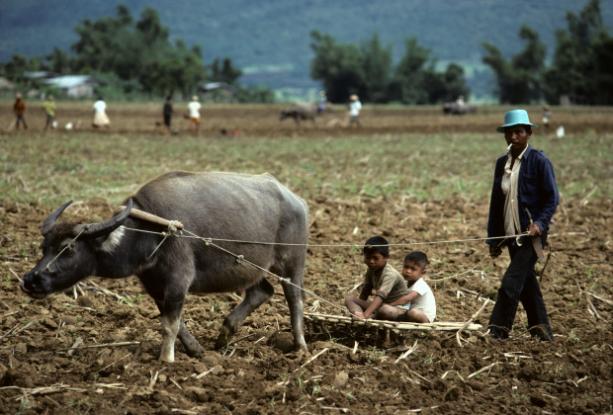 A Filipino agricultural worker walking a Carabao with two young kids and tills a field in Cagayan province. (Jenkins, 2015)